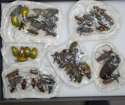 £25 • Buy Interesting Load Of Bugs From Peru