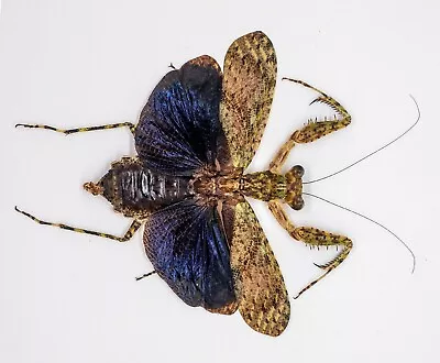 Mantidae - Theopompa Sp (f)   -Rare -  Cameron Highlands Malaysia (TS57-B) • $49.98