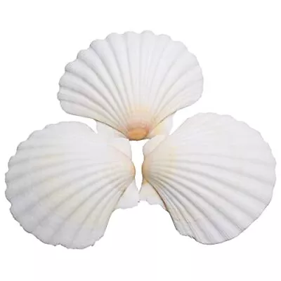 $14.03 • Buy 25pcs Scallop Shells For Crafts 2-3 Inches White Large Natural Seashells From