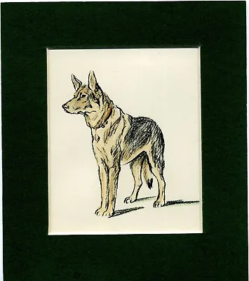 Lucy Dawson ~ German Shepherd / Alsatian ~ Hand ColouredGenuine Vintage 1939 • $9.95