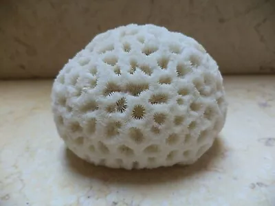 Coral Brain Natural White Fossil Reef Round 82 Mm 260 Gram Specimen Salt Water • $65