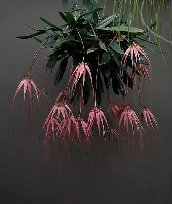 Orchid Plant  Bulbophyllum Elizabeth Ann ‘Buckleberry’ • $49