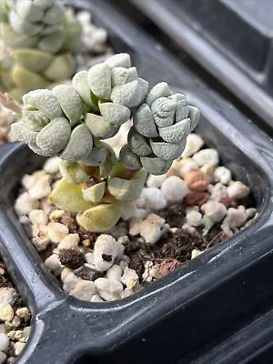 Crassula Deceptor ( 3 Heads) Succulent • $20