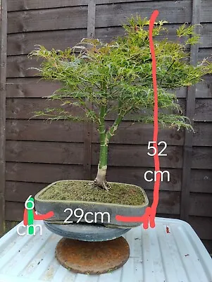  Bonsai Acer Palmatum Var. Dissectum • £260