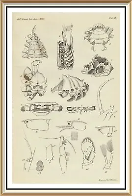 Original Antique C1876 Engraving Print CRUSTACEA Anatomy Study Of Crab Lobster  • $12.45