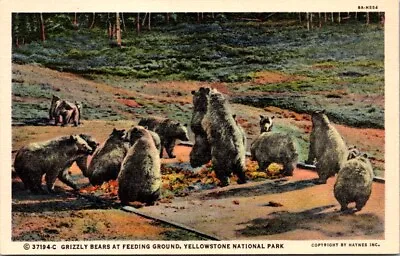 Postcard Grizzley Bears Feeding Yellowstone National Park Wyoming WY Haynes T771 • $8.95