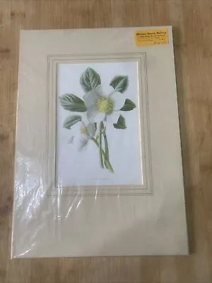 Edwardian Flower Print Of A White Christmas Rose Mounted • £9.90