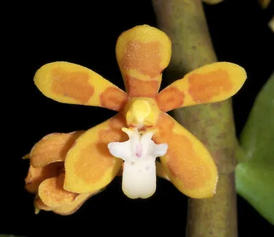$65 • Buy Orchid Trichoglottis Cirrhifera  Mounted Species