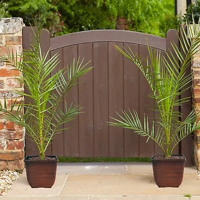 2 Exotic  Hardy Phoenix Palm Trees | Patio Plants Perfect For Gardens Or House • £32.24