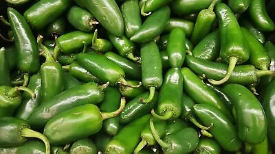 20 Hot Chilli Pepper Jalapeno Viable Fresh Seeds  ** Free Uk P&p** • £1.99