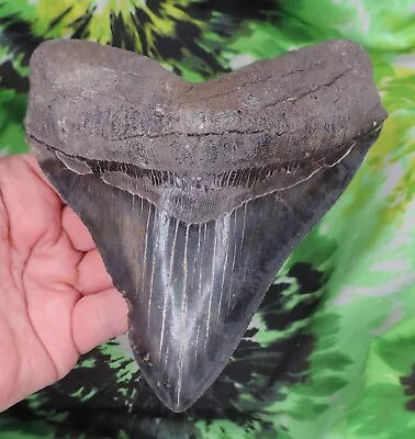 Megalodon Sharks Tooth 5 3/4  Inch BEAUTY! NO RESTORATIONS Fossil Sharks Teeth • $0.99