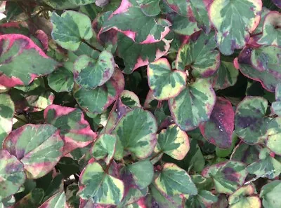Houttuynia Cordata Fish Mint Charmeleon 10 Plants Great For Ponds (Bare Root) • $19.90