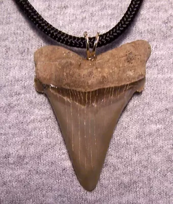 Megalodon Shark Tooth 2  Shark Teeth Necklace Fossil Gem ~jaw Wireless Polished • $45