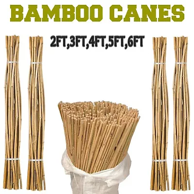 Bamboo Garden Canes Heavy Duty Plant Support Strong Stake 2FT3FT4FT5FT6FT • £48.89