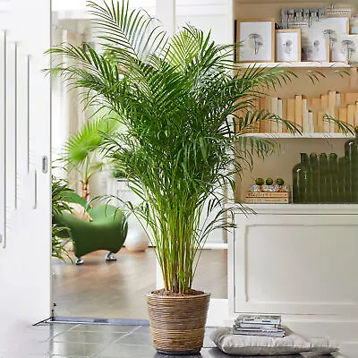 Areca Palm Large Indoor House Plant Real Tropical Exotic Evergreen Tall Plants • £24.99