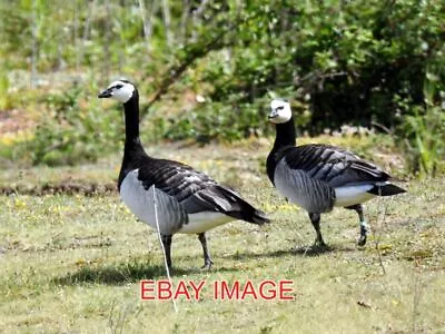 £1.85 • Buy Photo  Norfolk Barnacle Geese At Rspb Snettisham