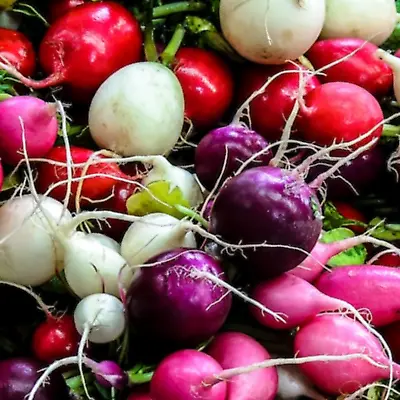 Rainbow Radish 500 Fresh Seeds Fast Easy Grow Red Purple Yellow Salad Vegetable • £2.19