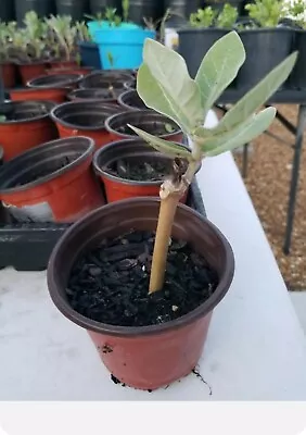 Giant MilkweedCalotropis Gigantea Rooted Plant  • $29