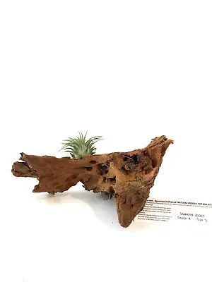 Malaysian Driftwood & Air Plant: A Perfect Fusion Of Nature's Beauty S (10~12 ) • $29.99