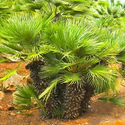 European Fan Palm Tree Seeds |Chamaerops Humilis Palmito Seed 2024 Fast Shipping • £3.20