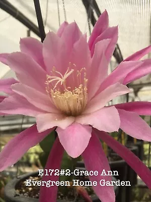 Rooted Epiphyllum Orchid Cactus “Grace Ann”Growing In 4” Starter Pot. • $25