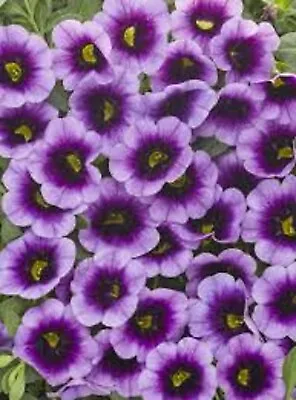 10 X  Trailing Petunias CALIBRACHOA Million Bells BLUE ICE Pre Order • £12.99