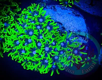 SAF~Green Star Polyp Coral “WYSIWYG” GSP Soft Corals Reef Clove Live • $19.99