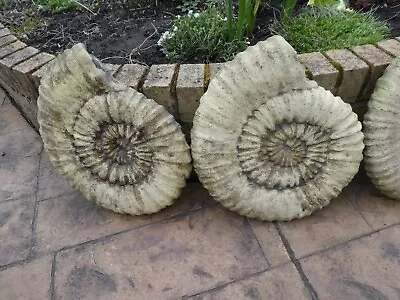 Seven Large Ammonite Wall Plaques Or Garden Stepping Stones • £15