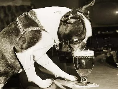 Boston Terrier Beer Vintage 1959 Mid-century Dog Photo *canvas* Bar Art Print • $29.60