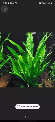 BUY 2 GET 1 FREE - Java Fern Microsorum Pteropus Small Easy Live Aquarium Plant • $7