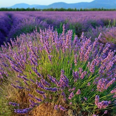 25 Seeds Lavender Hidcote Blue Lavandula Angustifolia Hidcote Blue Strain • £5.39