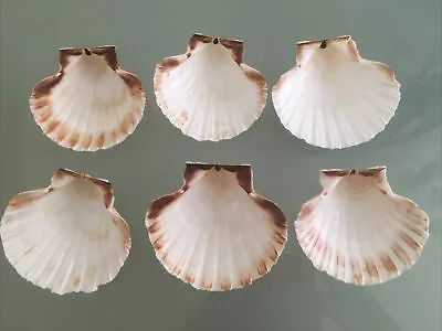 10 Scallop Shells Washed White Natural 10-11cm Aquarium Crafts Food Serving Dish • £9.95