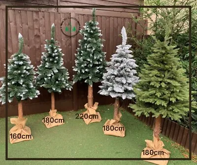 £39.95 • Buy Christmas Xmas Tree REAL PINE TRUNK Choinka Na Pniu 6ft 7ft FREE Decorations