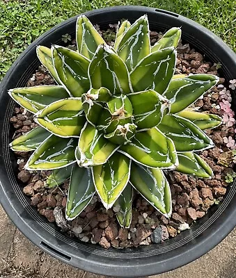 XLARGE Agave Victoriae Reginae Kizan Variegated Succulent Plant • $250