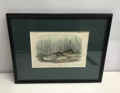 Audubon Lithograph Richardson's Meadow Mouse Hand Tinted WE Hitchcock J.T. Bowen • $75