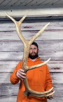 Dark Massive 6pt Elk Shed 6lb+ Antler Horn Deer Mount Taxidermy Man Cave Cabin • $159.99