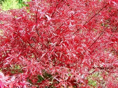 Acer Palmatum Beni Komachi In 9cm Pot Ideal Bonsai Subject Maple • £15.75