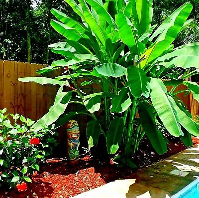 10  DWARF  Cavendish BANANA Tree Seeds Musa Acuminata Hardy Tropical Fruit Plant • $8.95