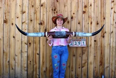 Real Steer Polished Long Horns Mounted 5' 2  Cow Bull No Skull  Longhorn Lh3391 • $334.95