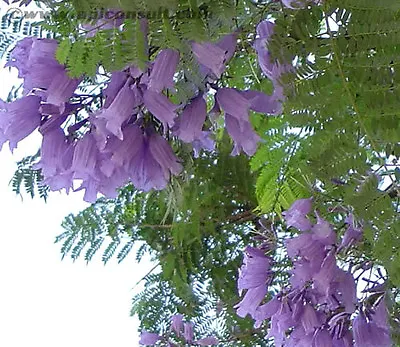 25 BLUE JACARANDA TREE Mimosifolia Fern Flower Seeds *Flat S/H • £2.41