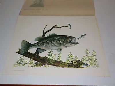 £48.66 • Buy Big Mouth Bass Signed Numbered Print By Chuck Crume 17 X 22  1968 Fishing 