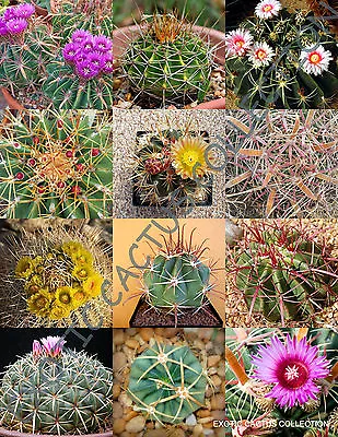 EXOTIC FEROCACTUS MIX Flowering Cactus Rare Cacti Desert Succulent Seed 20 Seeds • $8.99