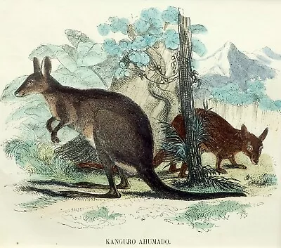 £24.53 • Buy (P1) 1863 Original Antique Engraving Hand Colored MAMMALS  (05144)