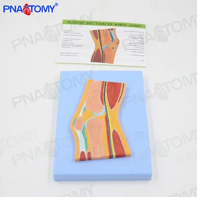 1:1 Human MRI Knee Skeletal Muscle Cross-section Structure Anatomical Model • $58.50