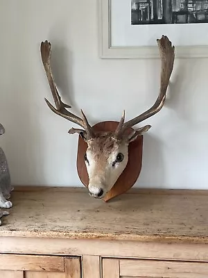 £199.95 • Buy Taxidermy Deer Antlers Head Mounted On Shield Fallow In Excellent Condition Wall