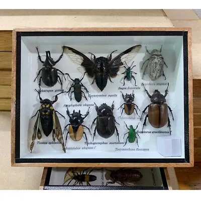 Real Insect Beetle Grub Cpytotymtan Aquila Rare Taxidermy Study Weird Animals • $166.91