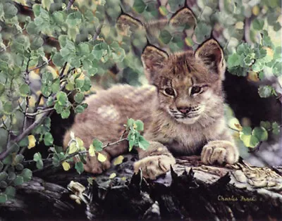 Hideaway Canadian Lynx Cub By Charles Frace Cat Animal Wildlife Paper Art Print  • $34.99