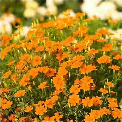 Marigold Tagetes 'Orange Gem' 4 X Plug Plants - Orange Flowers • £7.50