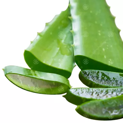 Aloe Vera Leaves Freshly Cut To Order Organic Medicinal Plant 15-25cm (3 Leaves) • £13.99