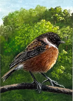 ACEO Bird Painting European Stonechat Karen Hetzer Artworks • $18
